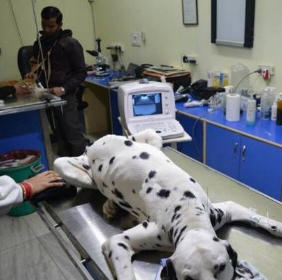 pet clinic in dwarka