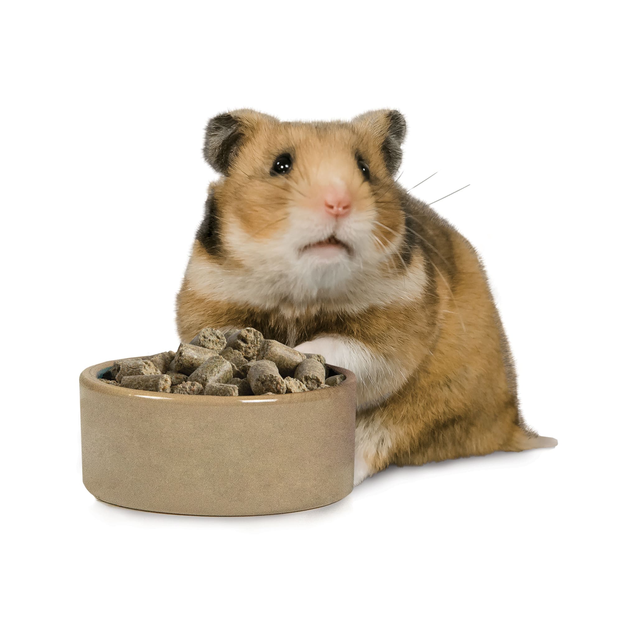 petco hamster