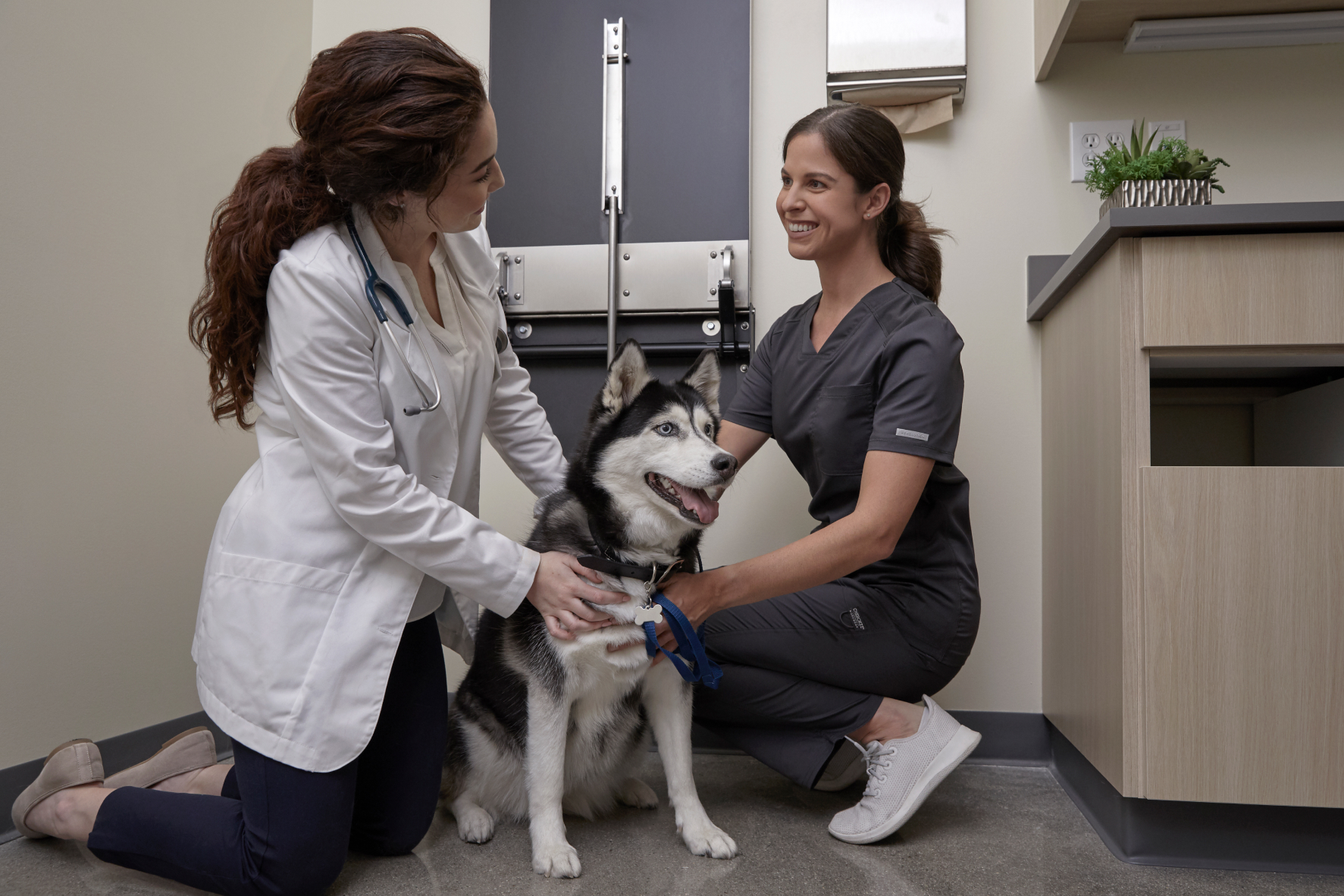 petco veterinarian