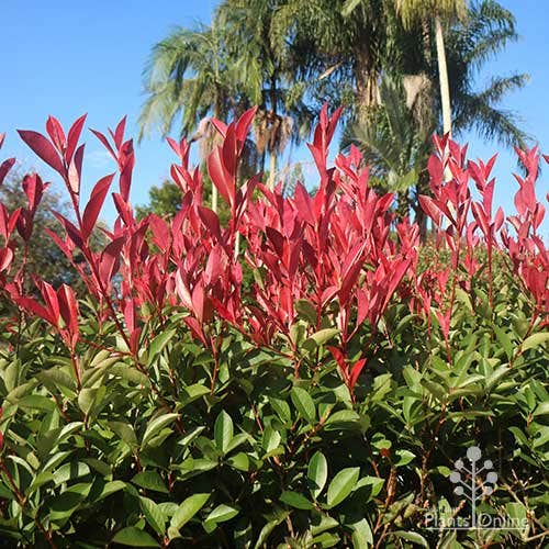 photinia thin red