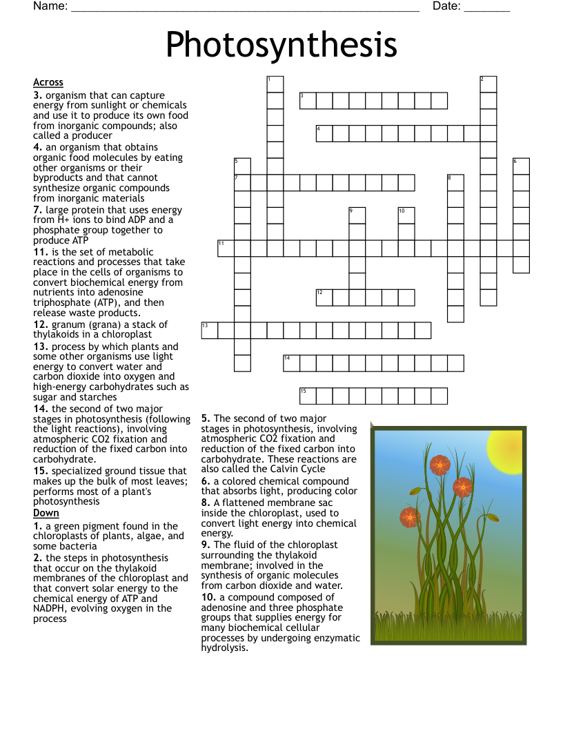 photosynthesis crossword puzzle answers