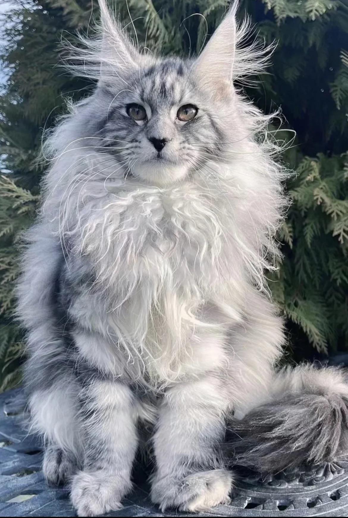 pictures of a maine coon