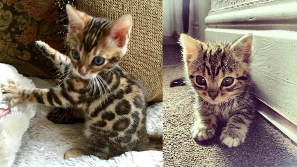 pictures of bengal kittens