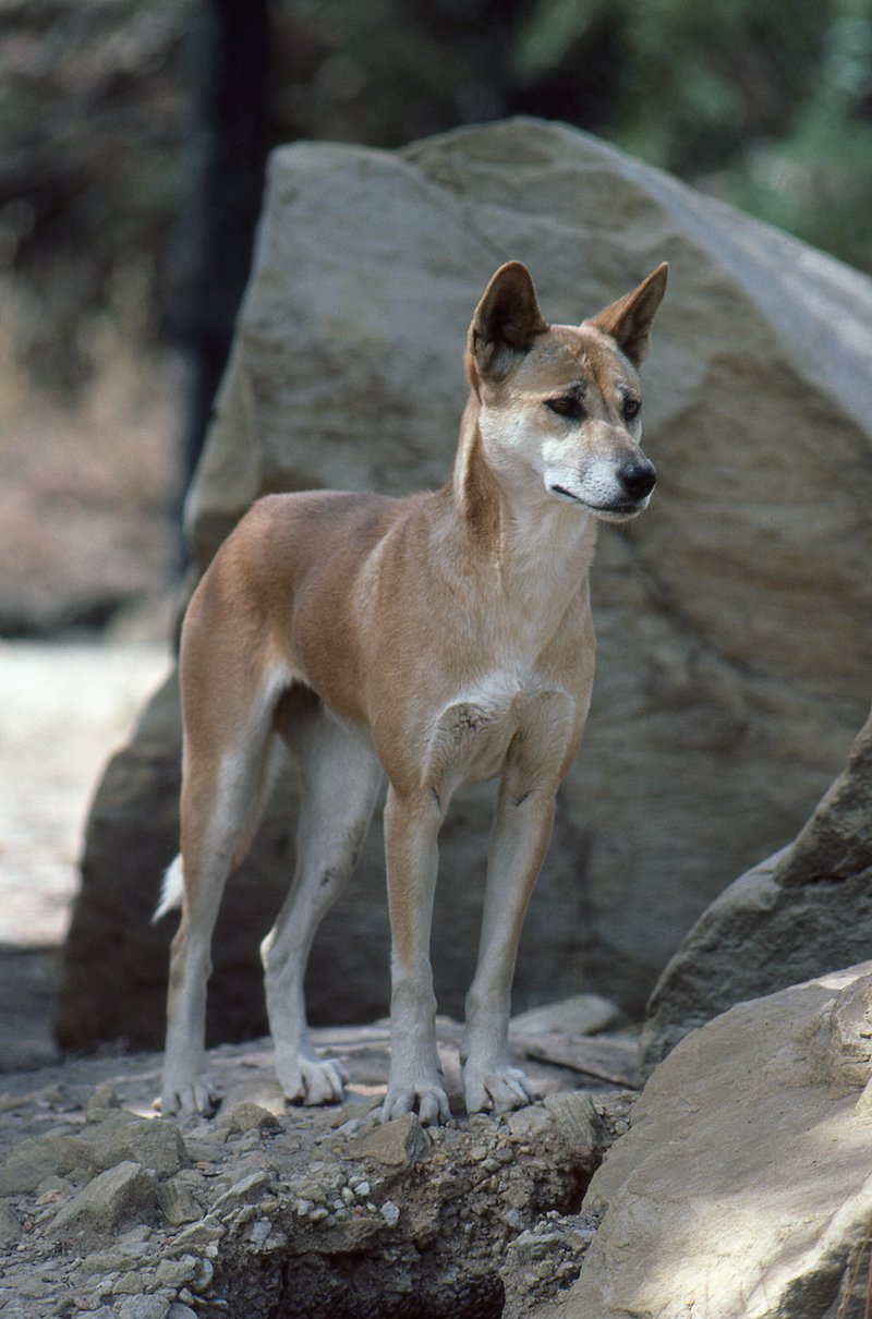 pictures of dingoes