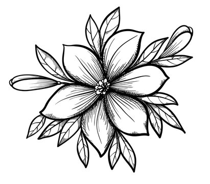 pictures of flowers drawing