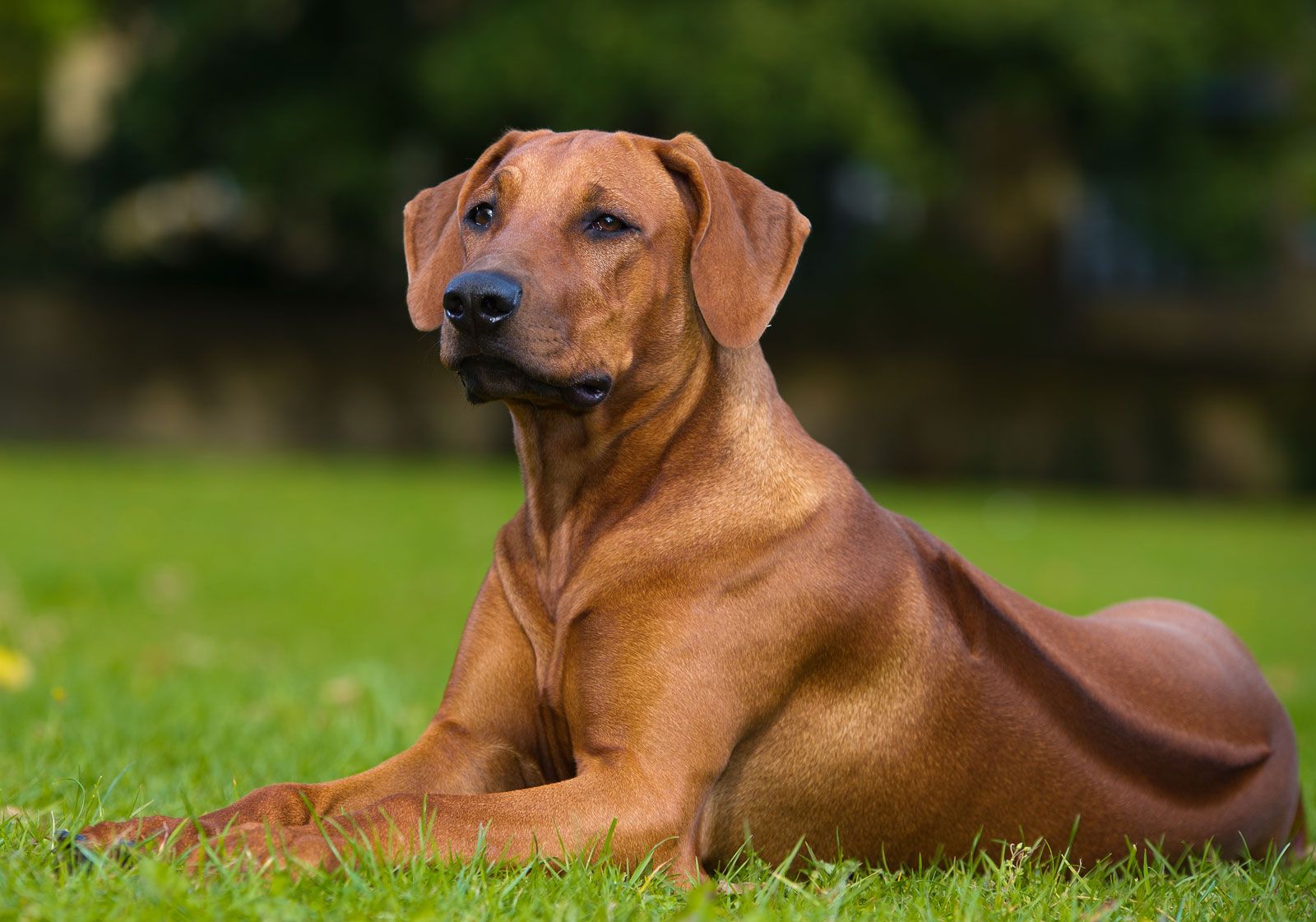 pictures of rhodesian ridgeback dogs