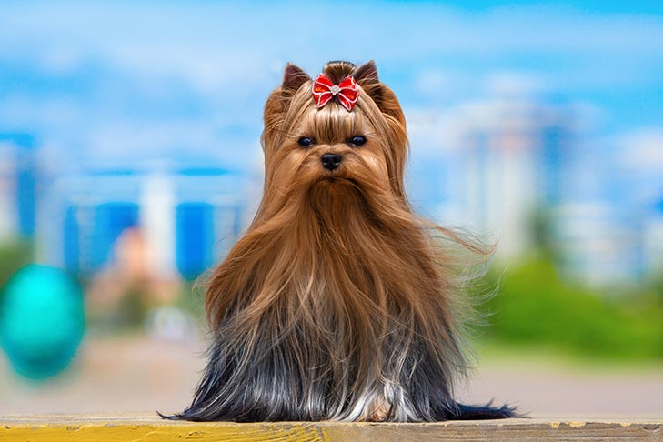 pictures of yorkshire terrier dogs