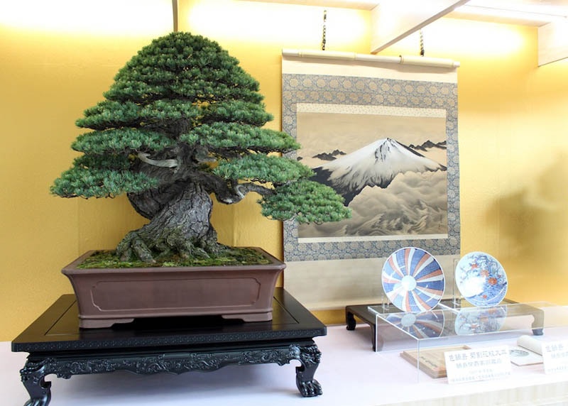 pine bonsai indoor