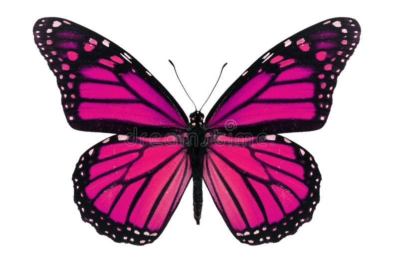 pink butterfly pictures