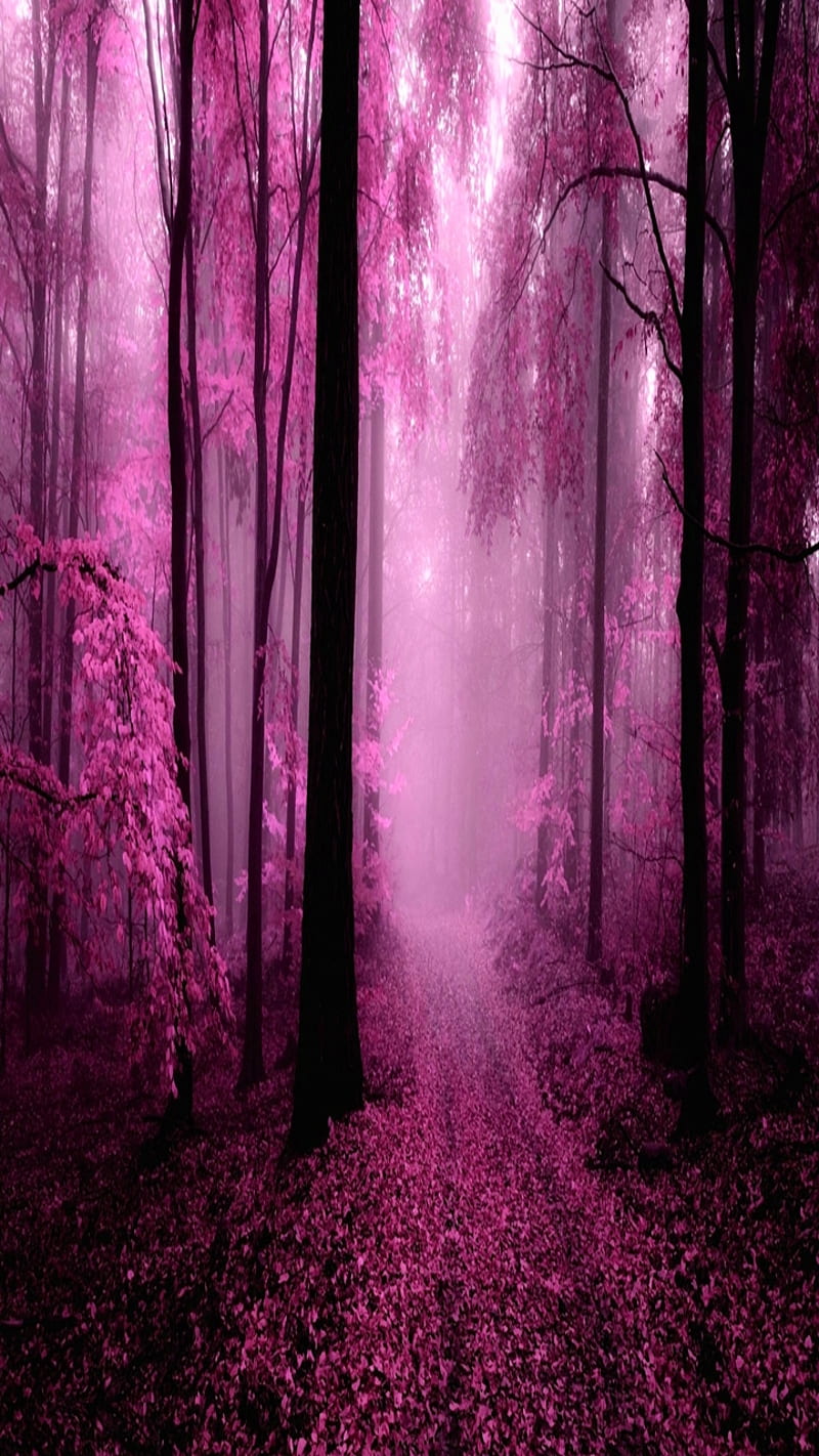 pink nature wallpaper hd