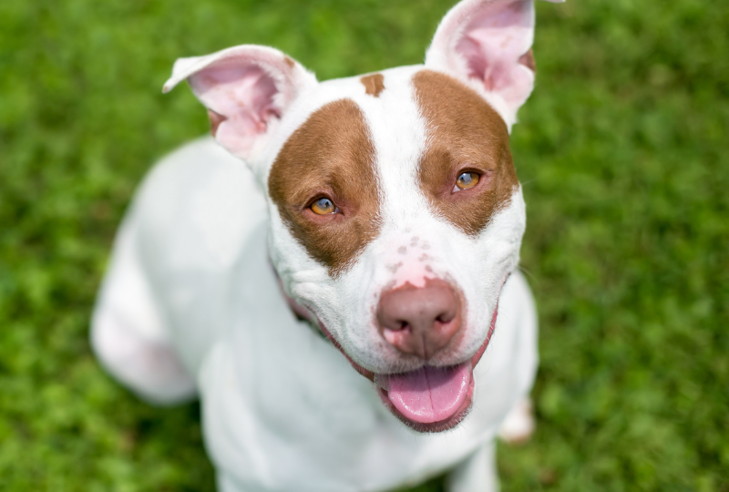 pit terrier mix