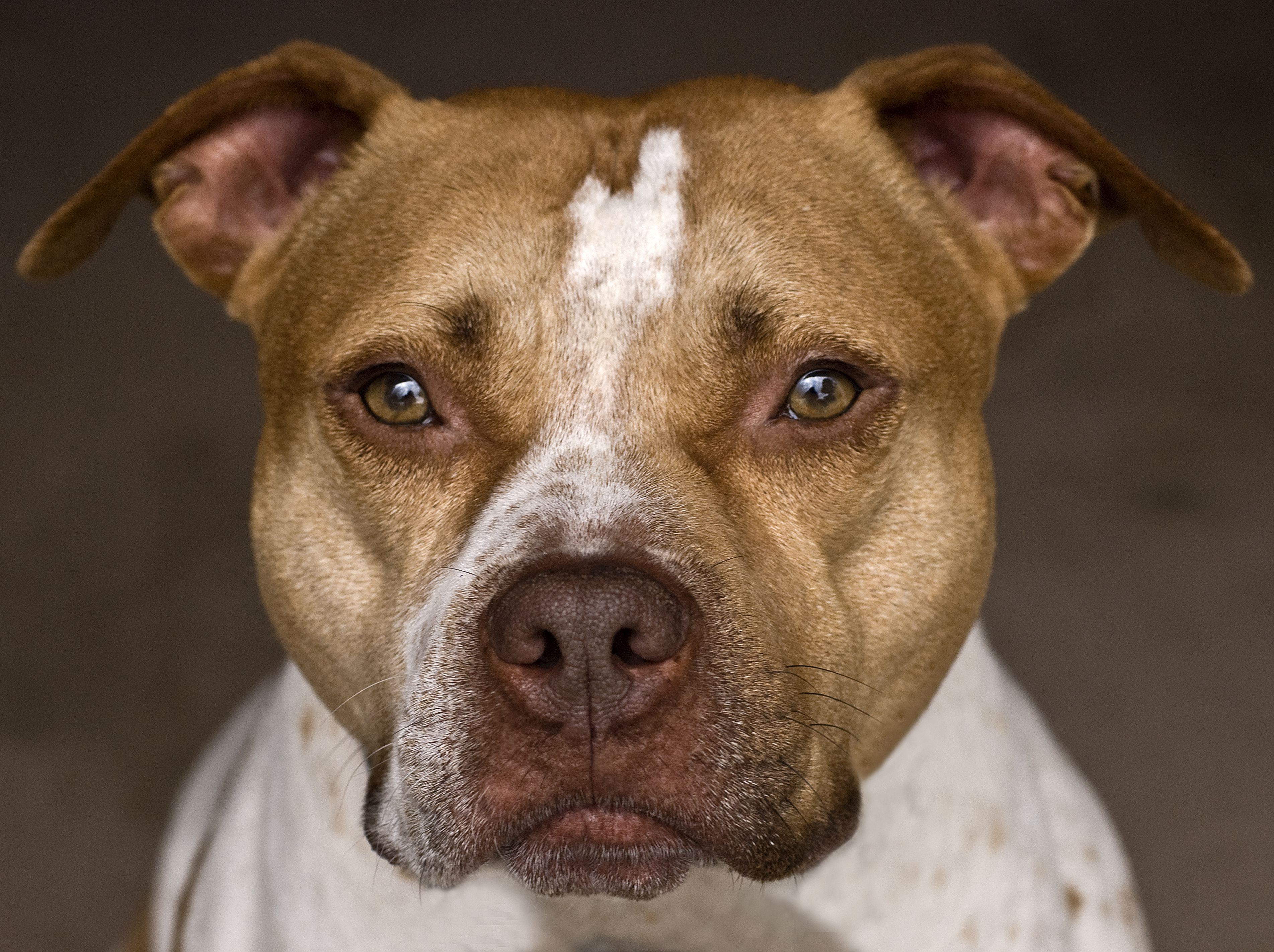 pitbull and terrier mix