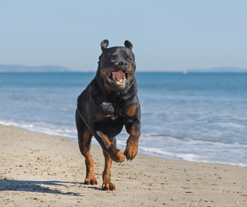 pitbull rottweiler mix breed