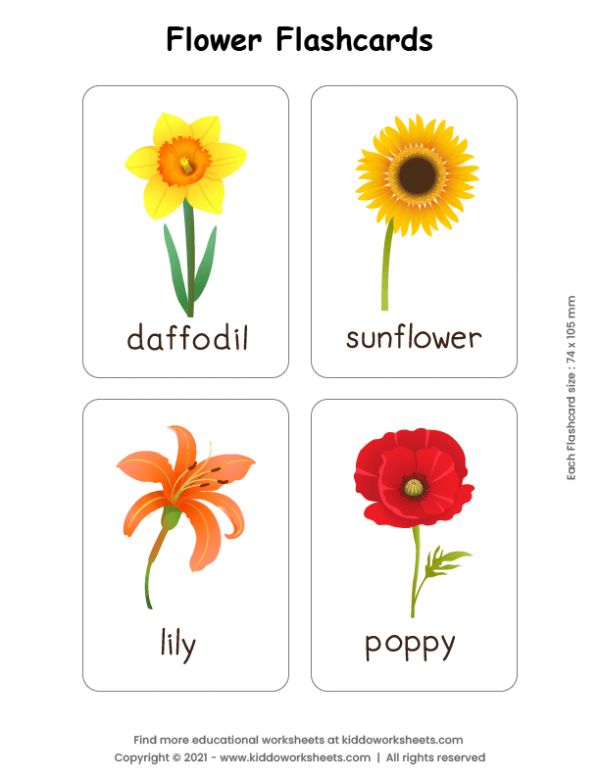 plants flashcards pdf