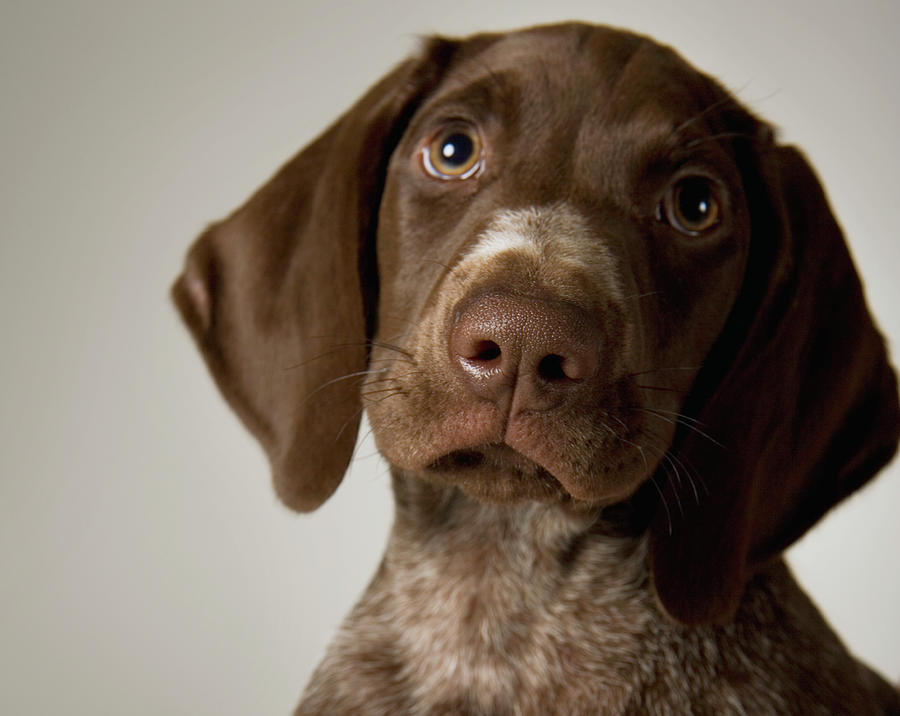 pointer puppies