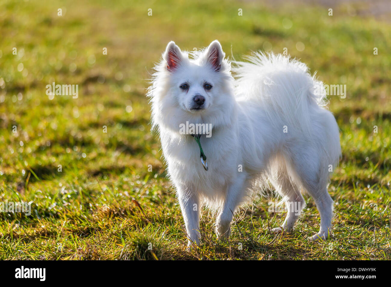 pomeranian female dog