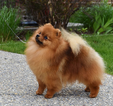 pomeranian for sale calgary