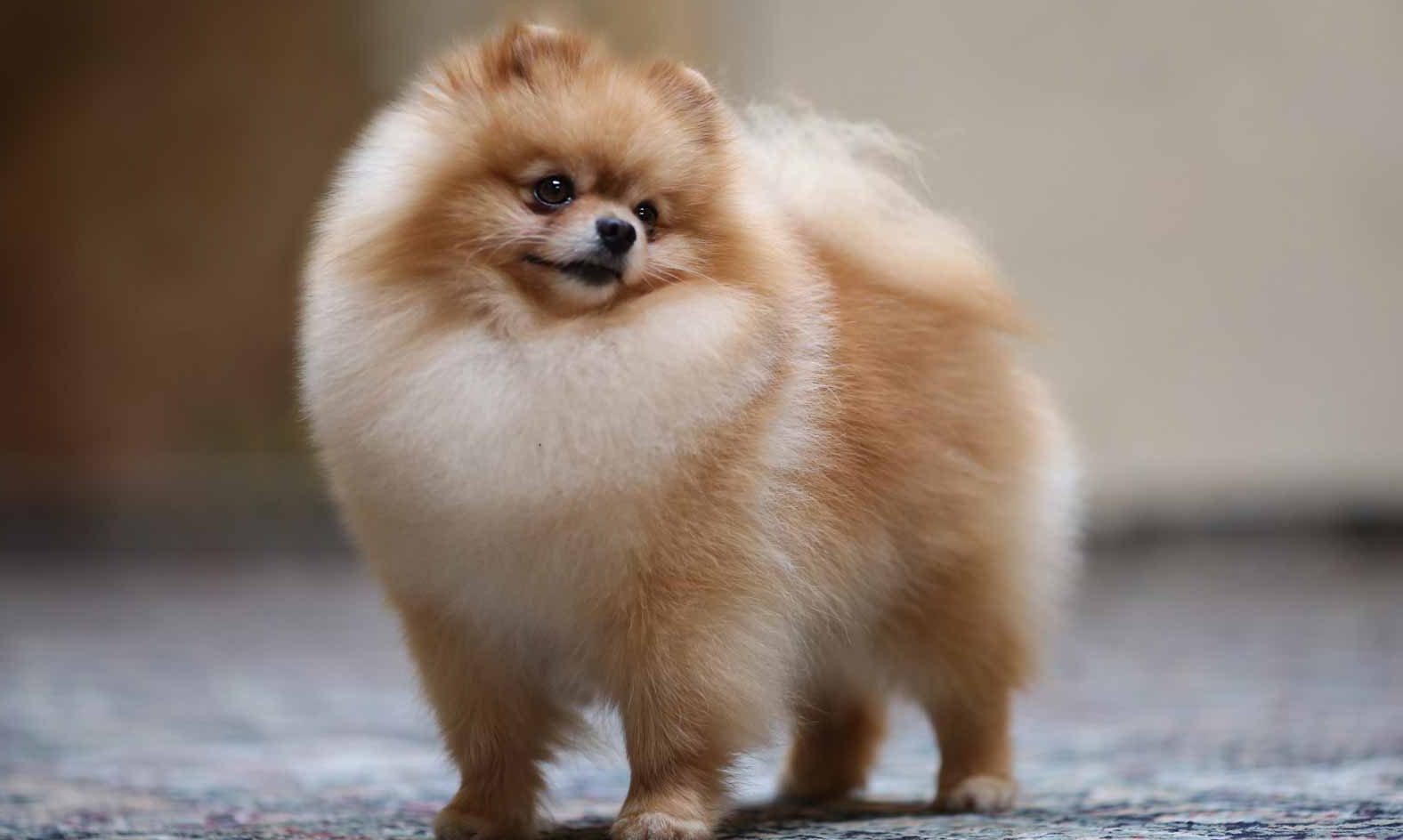 pomeranian for sale near me