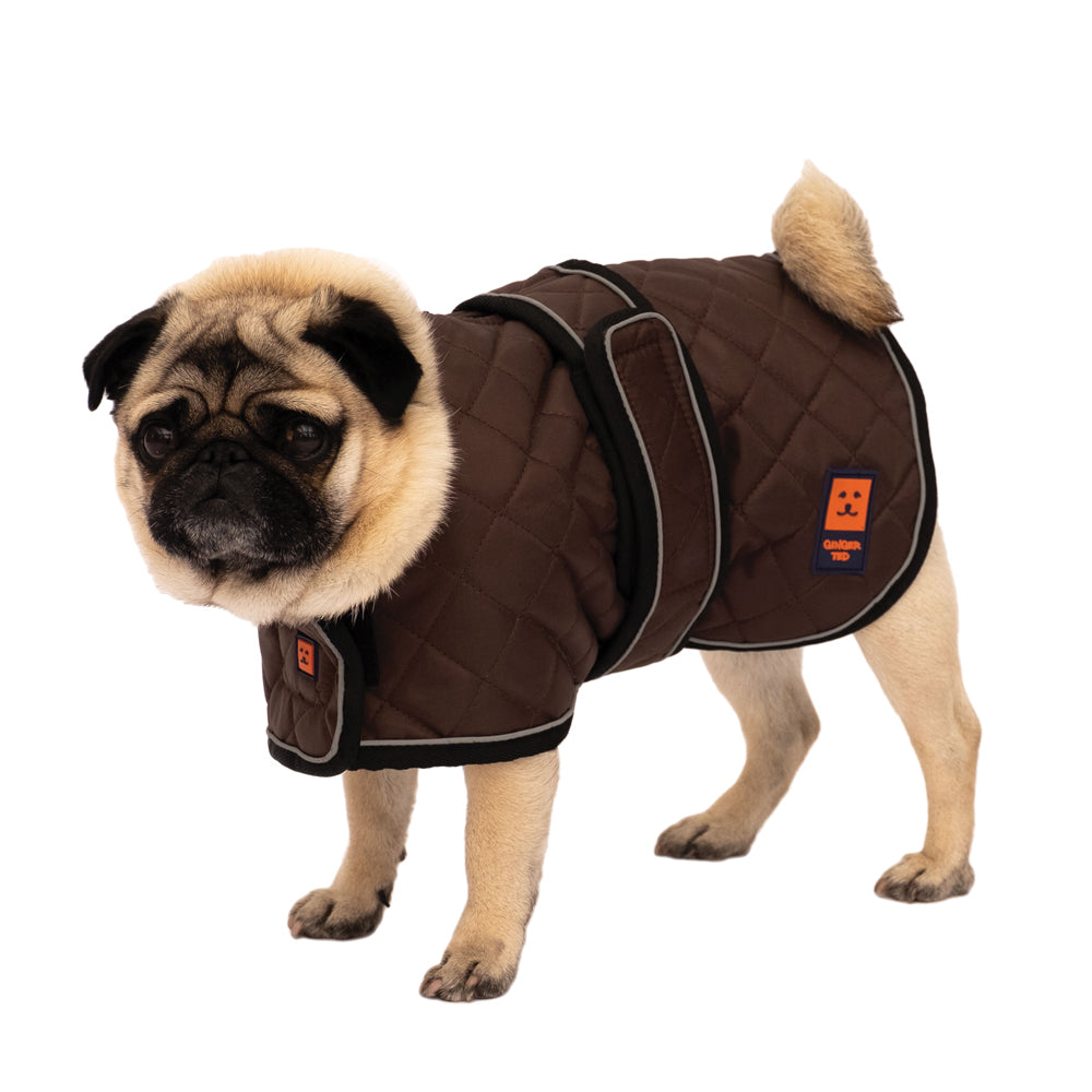 pug jacket