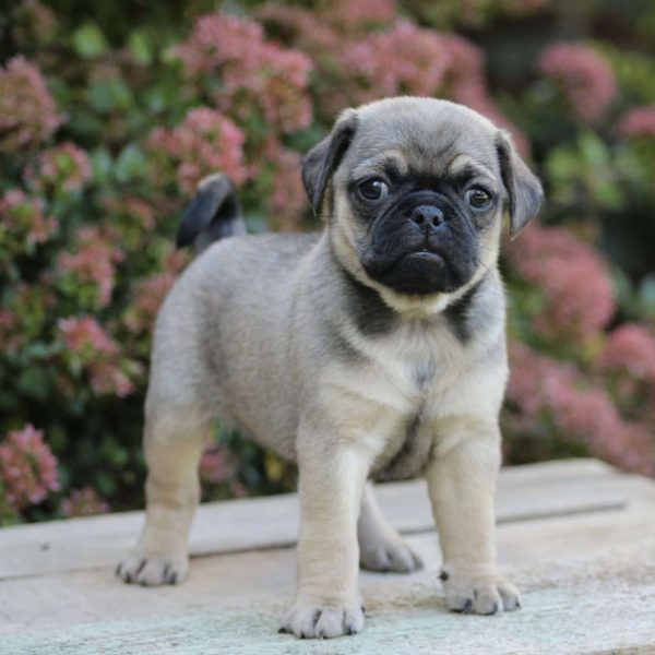 puggle dogs for sale