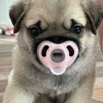 pugs for sale near me