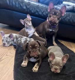 puppies for sale northampton