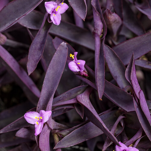 purple wort flower