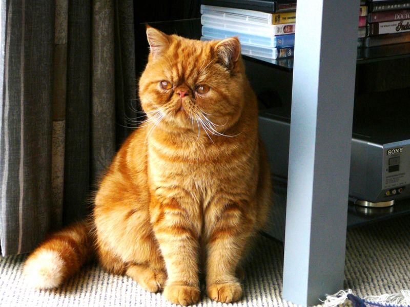 q raza de gato es garfield