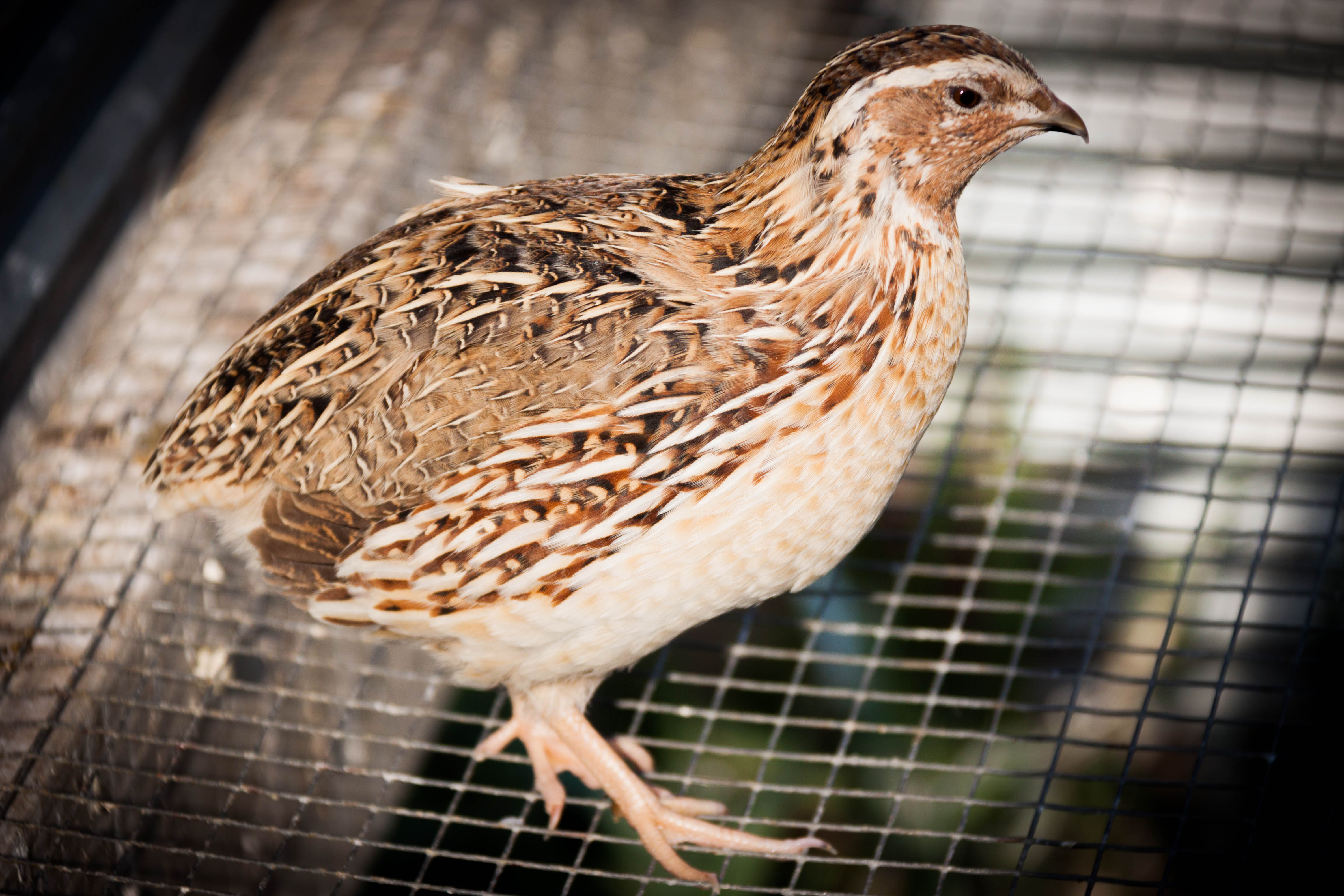 quail near me