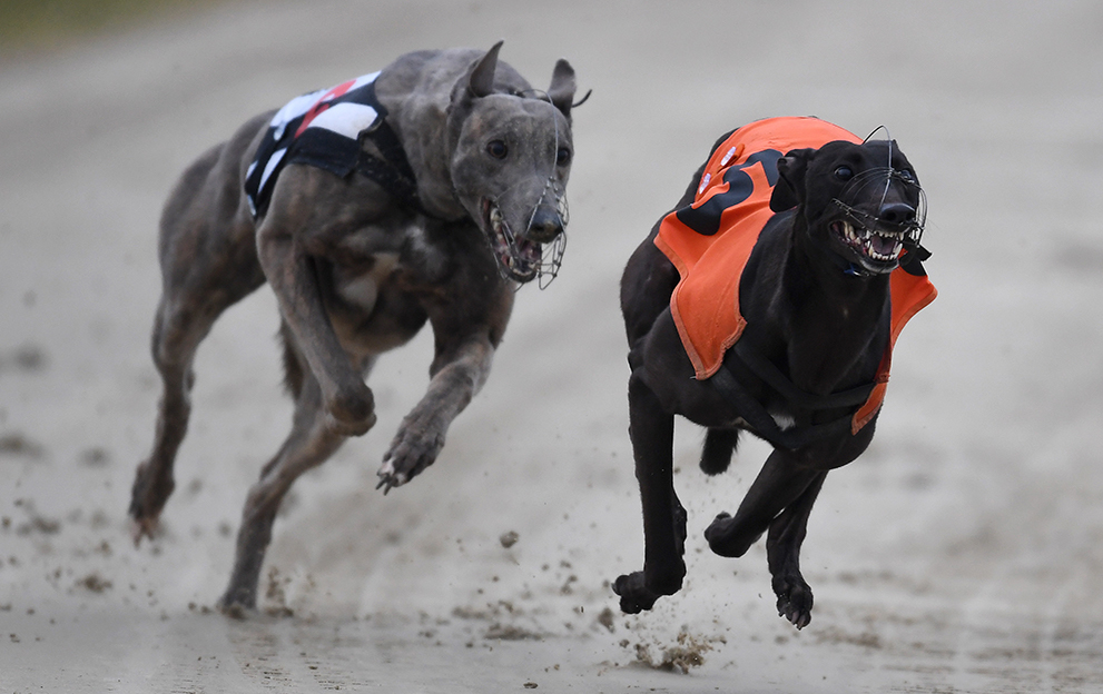 racing post dogs results