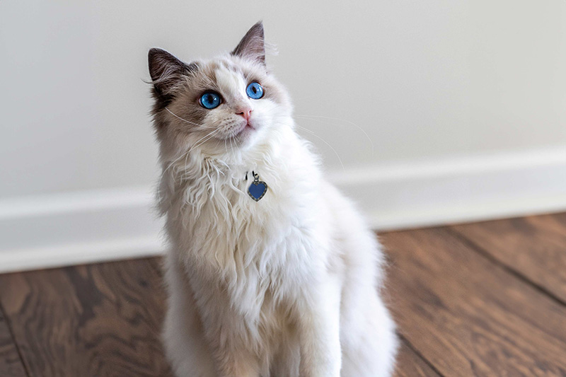 ragdoll cat pictures