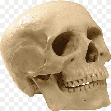 real skull png