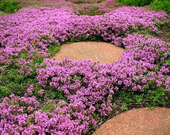 red creeping thyme seeds canada