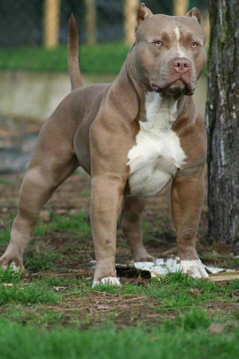 red nose bully pitbull