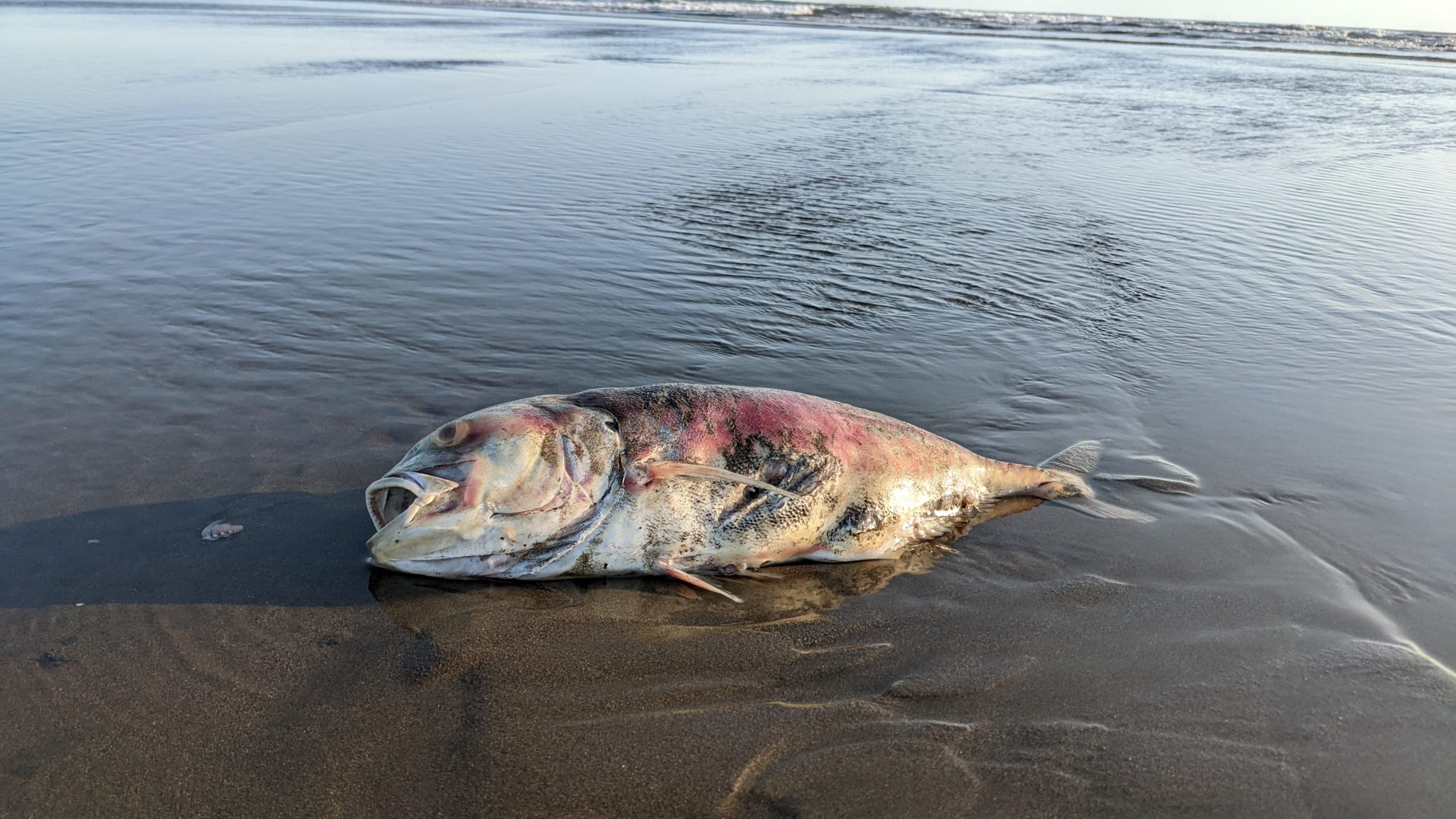 red tide hope island