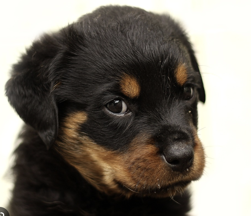 rottie pup