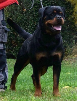 rottweiler breeder bc