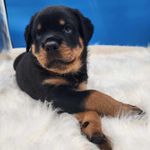 rottweiler puppies minnesota