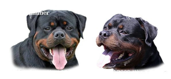 rottweilers in washington state