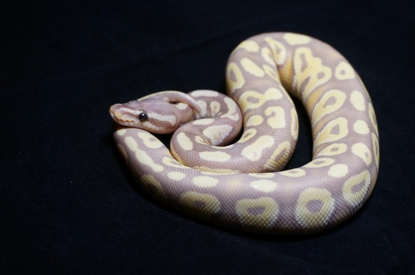 royal python morphs