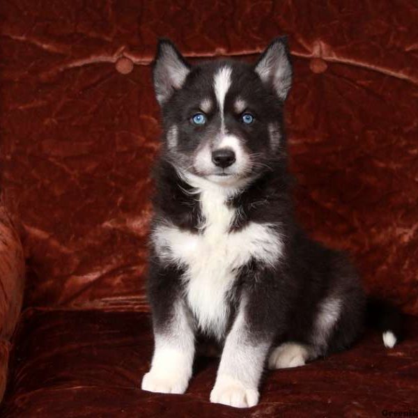 samoyed and husky mix