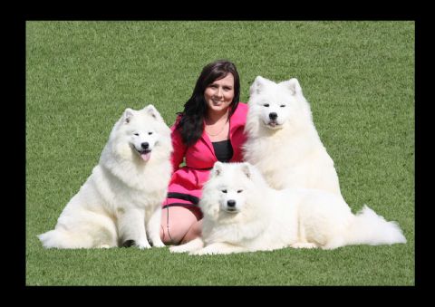 samoyed for sale australia