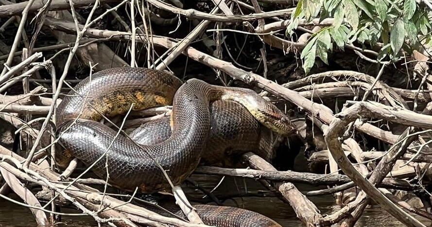 sand flag anaconda