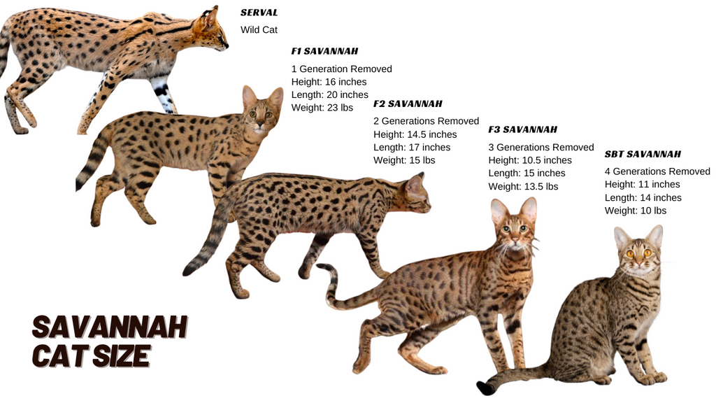 savannah cat length