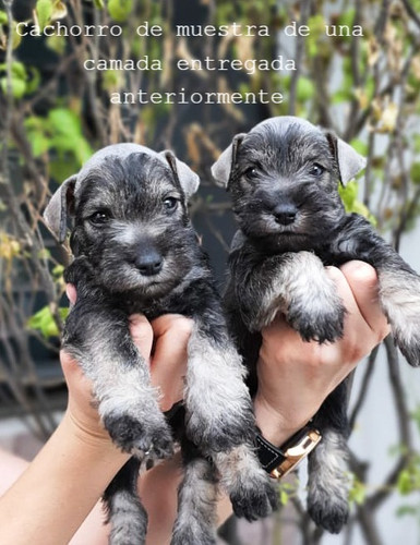 schnauzer precio mexico