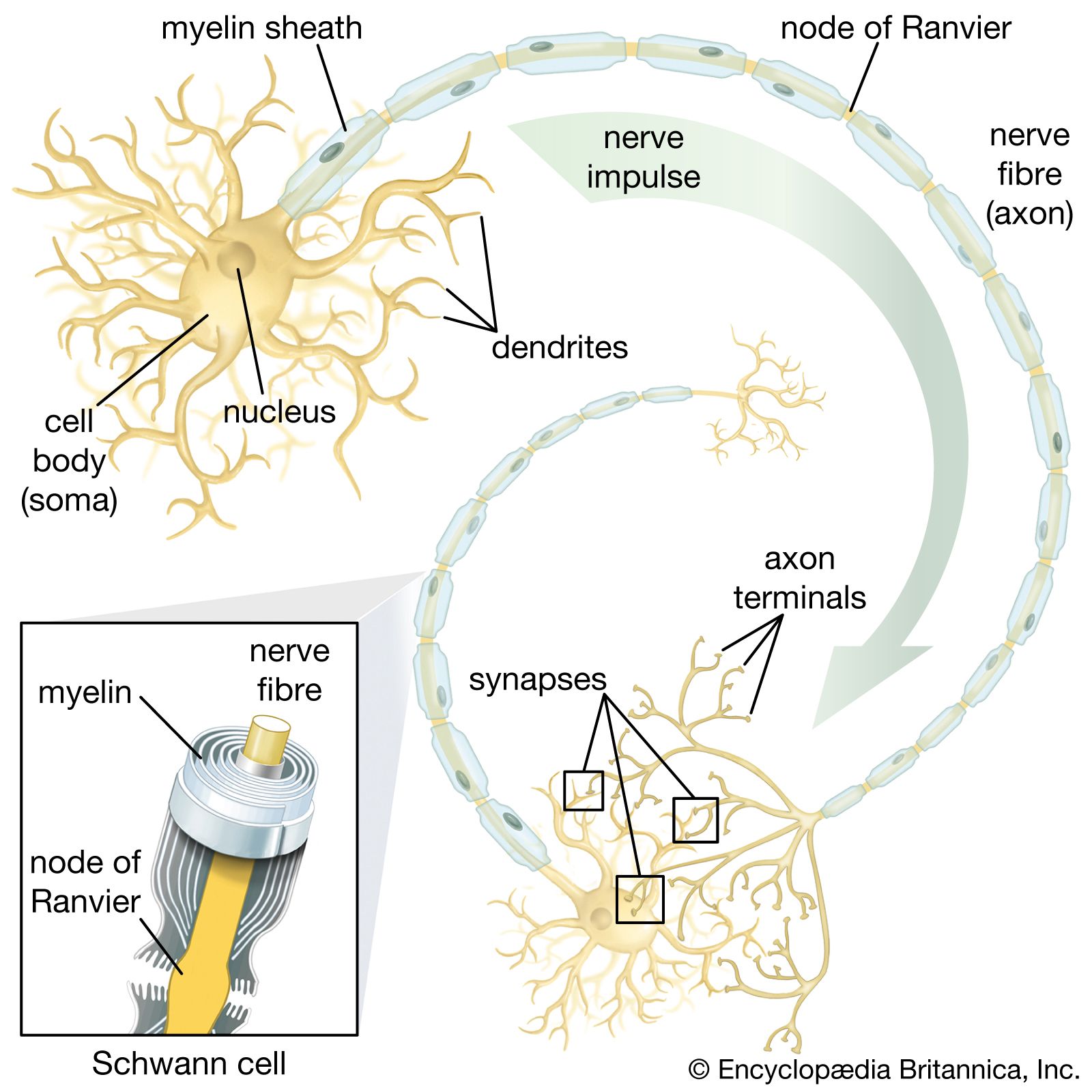 schwann cell