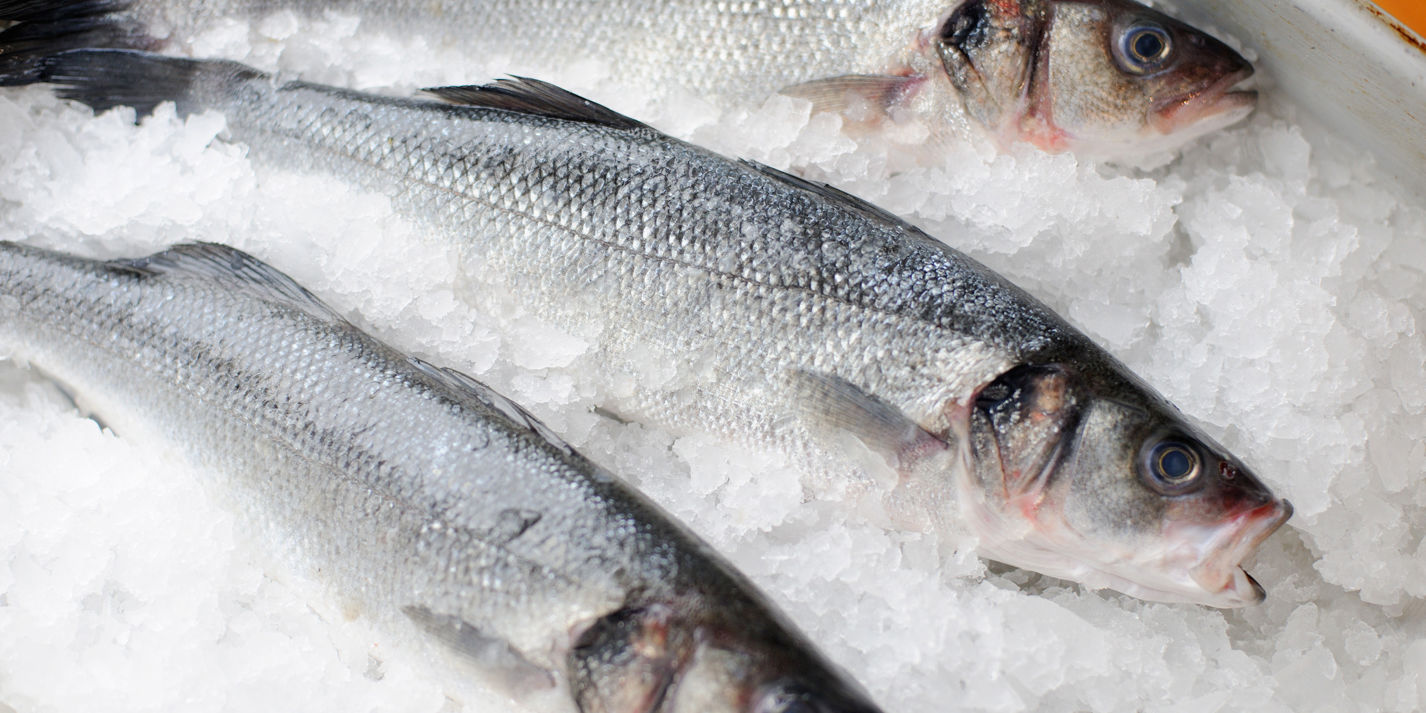 sea bass fish picture