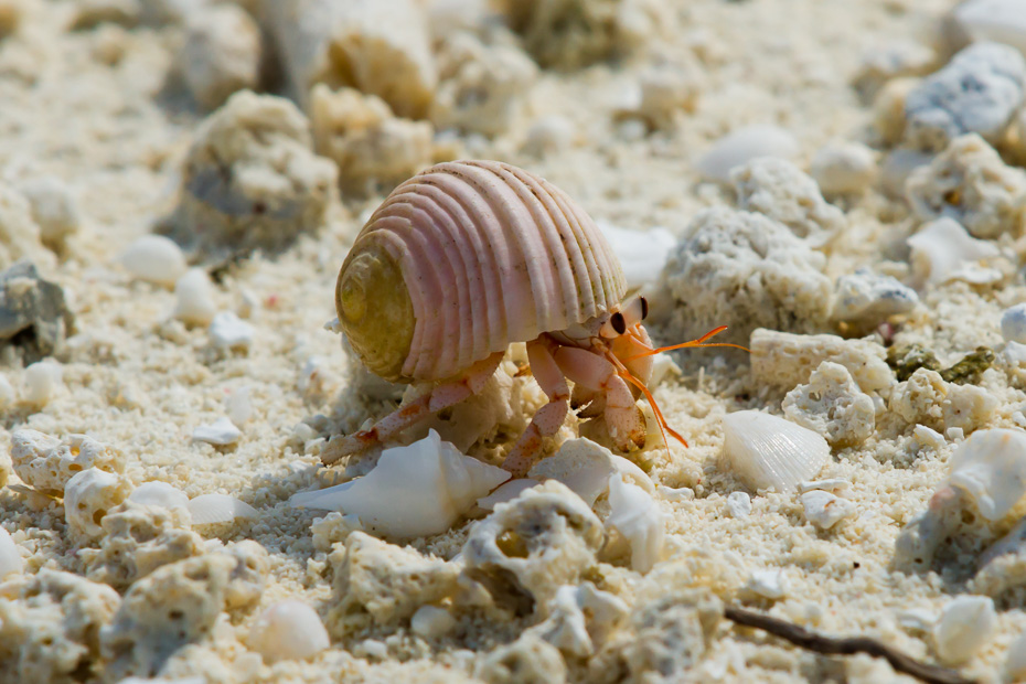 sea shells for hermit crabs