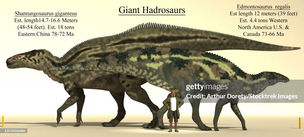 shantungosaurus vs t rex size