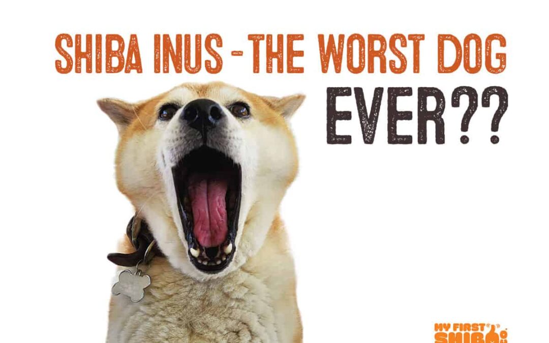 shiba inu worst dog ever